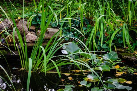 Gros plan, arrière, jardin, fish, étang, eau, usines, rochers, reflet, après-midi, ciel