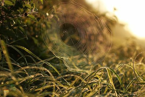 Toile d'araignée sur l'herbe dans la rosée