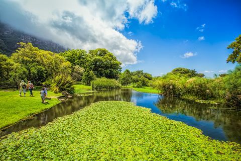 Jardins de Kirstenbosch