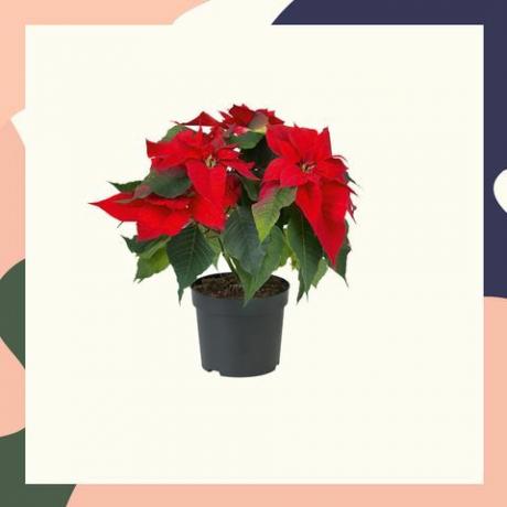 Plantes de Noël à Lidl