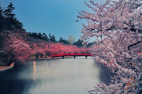 Parc des cerisiers en fleurs