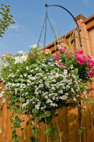 Un panier suspendu coloré rempli de pétunias, bacopa et autres plantes dans l'arrière-cour.