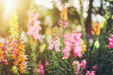 Fleurs de muflier colorées