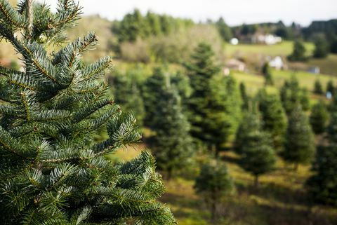 Arbres à la ferme d'arbres de Noël