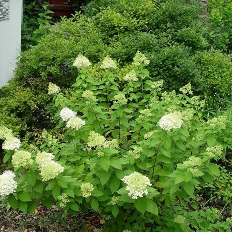 Hortensias Shamrock