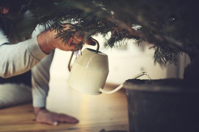 des mains masculines arrosent un arbre de Noël en pot