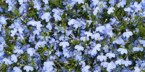 plantes à massifs, fleur cardinale bleue lobelia cardinalis