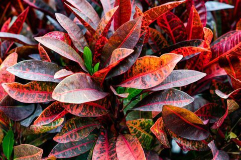 feuilles de différentes couleurs