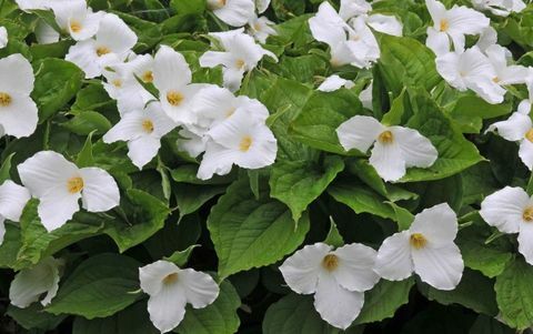 plantes-tropicales-trillium-grandiflorum