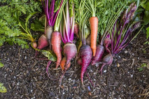 Carottes fraîches dans le jardin