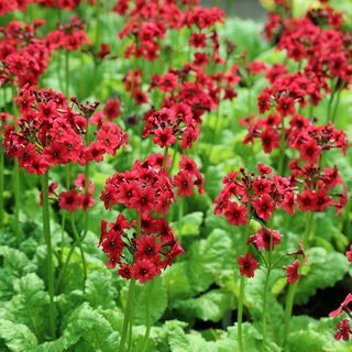 Primula japonica 'Miller's Crimson'