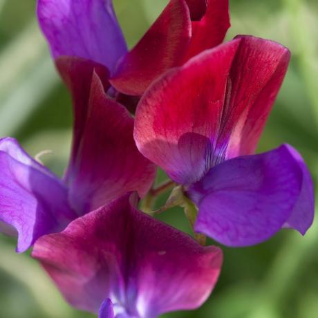 faire pousser des fleurs coupées de pois de senteur