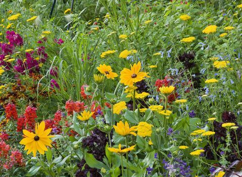 jardin de la maison sledmere, yorkshire