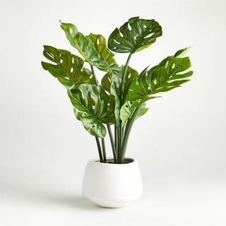 Monstera en faux pot