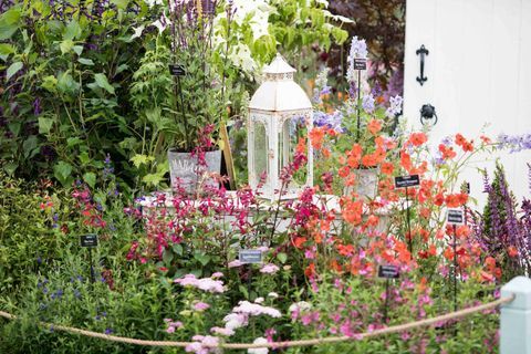 RHS Chatsworth Flower Show 2017 aujourd'hui (mardi 6 juin 2017) Middleton Nurseries