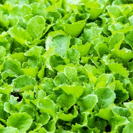 Les feuilles de moutarde verte poussent un potager au village de la ville de Rilong