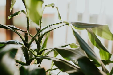 plante verte à feuilles dans un espace de l'environnement intérieur pour copier