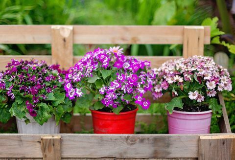 Fleurs et plantes sur pots en plein air