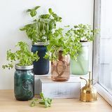 Jardin d'herbes intérieures Mason Jar