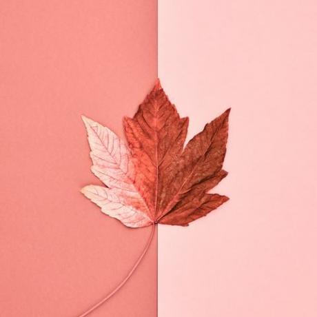 Adobe Stock pour Pantone Couleur de l'année 2019 - Living Coral