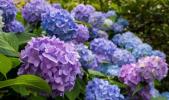 Comment faire pousser (et entretenir !) des hortensias