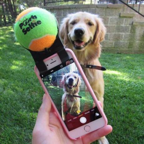accessoire de smartphone selfie pooch pour la photographie de chiens