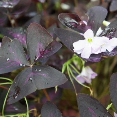 Oxalis regnellii atropurpureum plante à feuillage violet et fleurs blanches