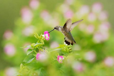 le colibri à gorge rubis archilochus colubris est une espèce de colibri qui passe généralement l'hiver en Amérique centrale et migre vers l'est de l'amérique du nord pour l'été pour se reproduire, il est de loin le colibri le plus commun vu à l'est du fleuve mississippi au nord Amérique