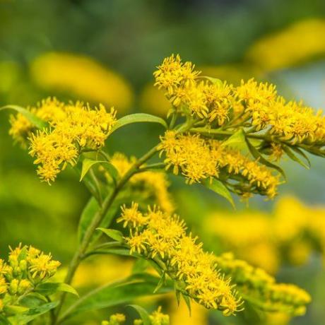 solidago canadensis canadien verge d'or jaune fleurs d'été plante médicinale