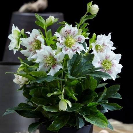 Helleborus orientalis Plante Hello Pearl