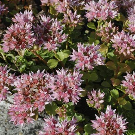 Fleur pourpre rose orpine Sedum telephium vivante