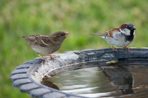 Deux oiseaux au bain