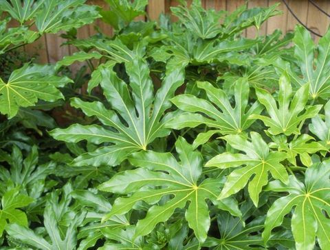 plantes-tropicales-fatsia-japonica