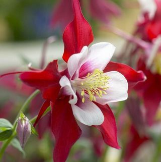 Aquilegia Red & White - Bonnet de grand-mère, Columbine Red Star