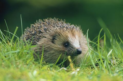 Hérisson (Erinaceus europaeus) sur l'herbe verte dans la campagne écossaise