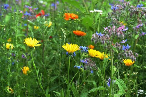 Bleuet, bourrache, pavot, souci et autres fleurs sauvages dans la prairie d'été