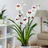 Augmentation des ventes d'orchidées chez Waitrose & Partners
