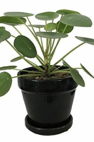 Pilea peperomioides, pot de 4 pouces