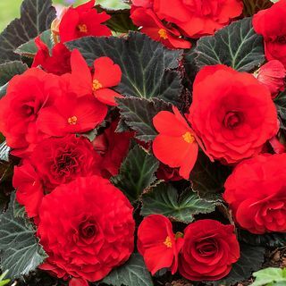 Begonia Mocca Red Summer Plante à massif 17 cm, Lot de 2