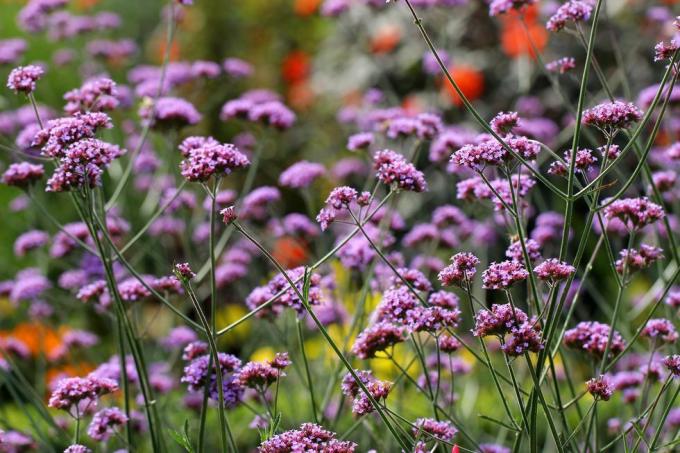 plante de jardin verveine bonariensis, idéale pour les conteneurs