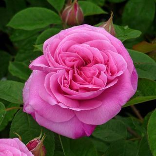 Rosa «Gertrude Jekyll»