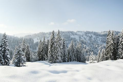 Paysage enneigé et conifères en Allemagne