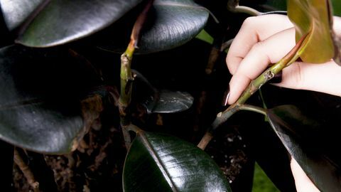 nœud sur une plante d'hévéa