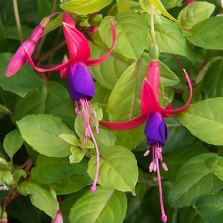 Fushia 'Genii'