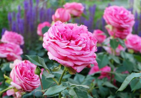 jardin de fleurs coupées roses roses