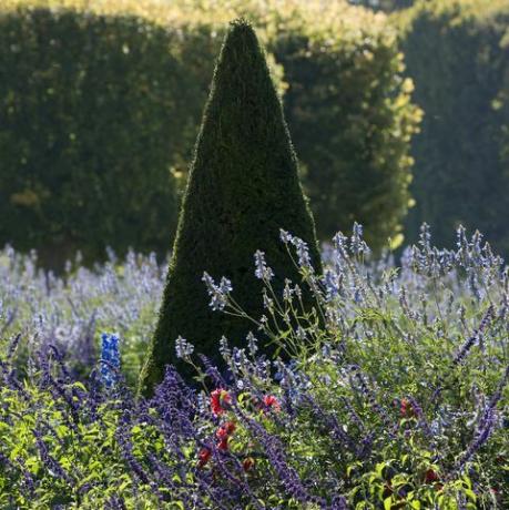 Forme conique clippé ifs taxus et lavande lavandula, france