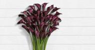 ProFlowers vend des roses noires et des callas pour votre paysage de table d'Halloween