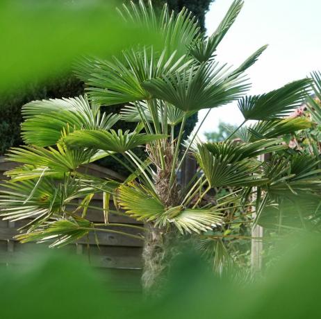 palmier méditerranéen chamaerops humilis palmiers