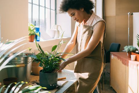 Conseils simples d'entretien des plantes d'intérieur pour garder vos plantes en bonne santé