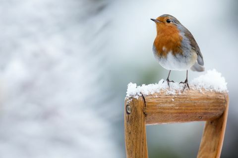 Robin dans la neige d'hiver - assis sur une poignée de bêche